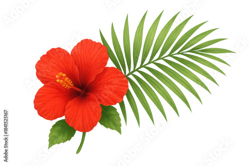 Red hibiscus flower and green palm leaf on transparent background