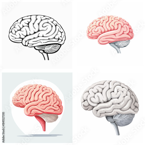 Download human brain vector illustrations anatomical drawings in diverse styles for education and science concepts white background