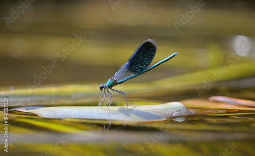 damselfly beautiful demoiselle, Calopteryx virgo, sitting on a water plant, river