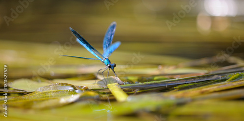 damselfly beautiful demoiselle, Calopteryx virgo, sitting on a water plant, river