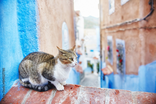 Beautiful stray cats sleep and walk in the streets of Morocco. Beautiful fairy-tale streets of Morocco and cats living on them. Lonely homeless cats