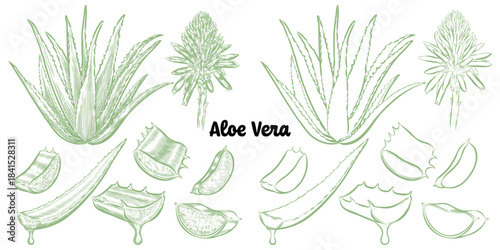 Vector of aloe vera with line drawing style for use in your art decoration.