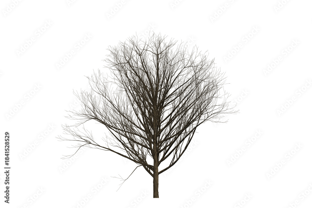 Obraz premium Leafless tree silhouette against a white background