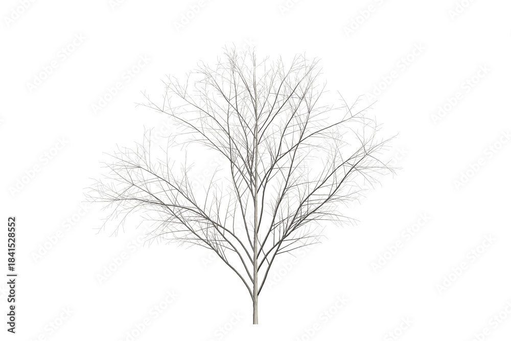Fototapeta premium Leafless tree silhouette on white background