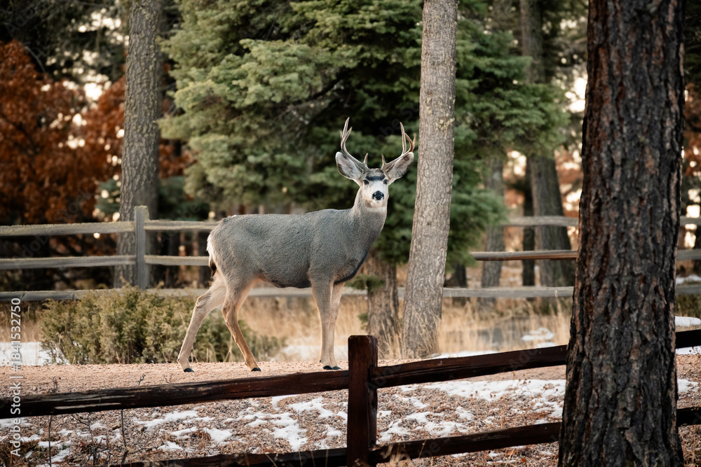 Obraz premium Mule deer in winter.