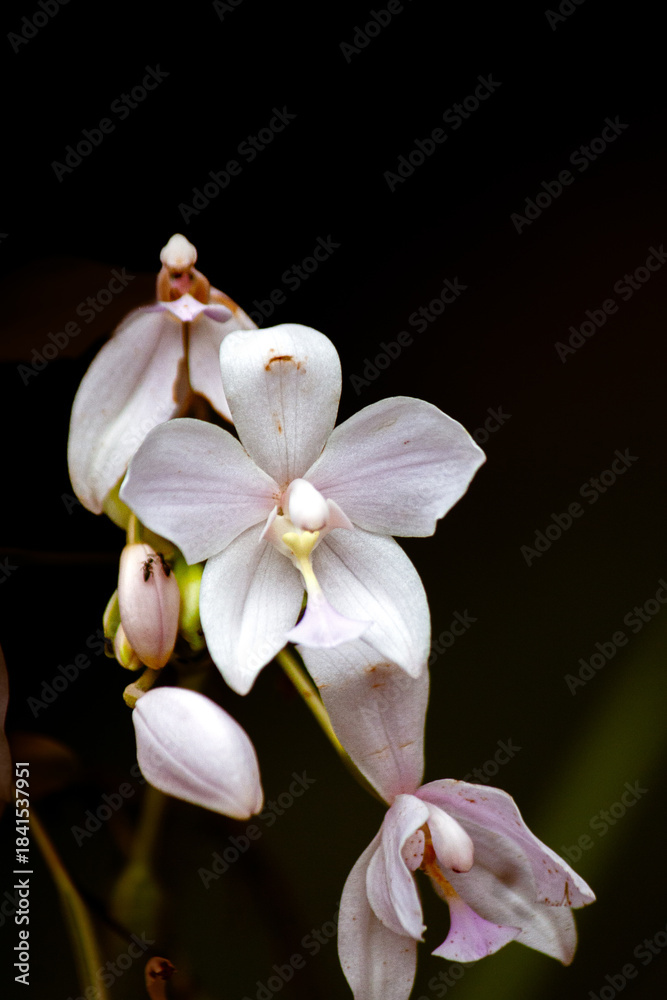 Obraz premium white orchid flower