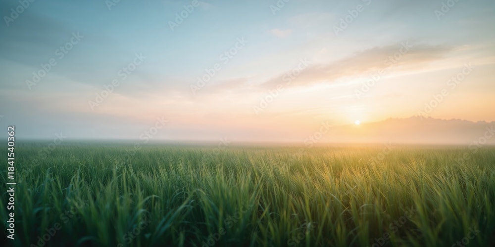 Naklejka premium Misty morning landscape with vibrant sky and gentle grass, serving as a calming background for design projects