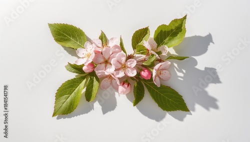 Apple blossoms displayed against a white background, highlighting natural flowering for spring observance
