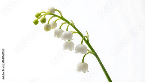 White Lily of the Valley Flower Stem CloseUp Nature