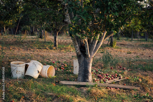 Картината върху платно autumn harvest time
