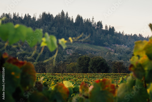 vineyard in fall
