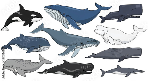 Colorful flat vector whales collection featuring large ocean mammals such as orca, blue, humpback, beluga, sperm, gray, and pilot whales isolated on a clean white background.