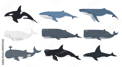 Whale species icons set in a simple 2D flat vector cartoon style, illustrating popular marine mammals like the orca, blue whale, humpback, sperm whale, and beluga on a bright white background.