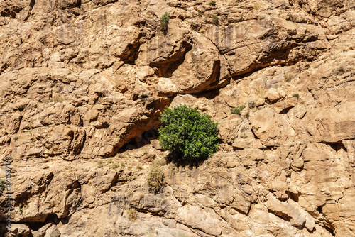 Buisson accroché à une paroi rocheuse