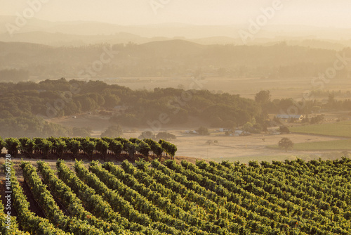 vineyard at sunset