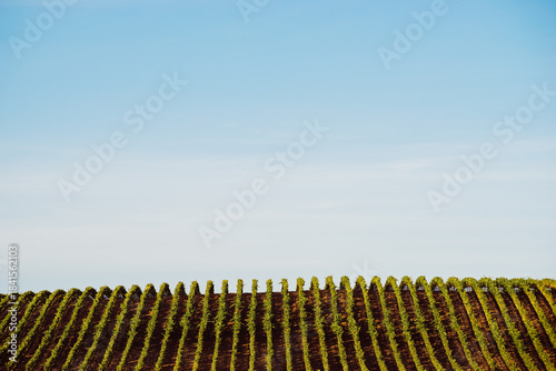vineyard rows in California

