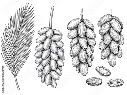 Detailed illustration of date palm fruit and leaves