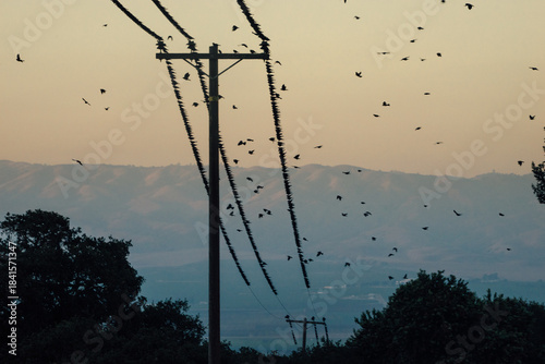 birds on powerlines