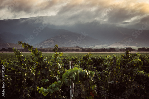 sunrise in a vineyard