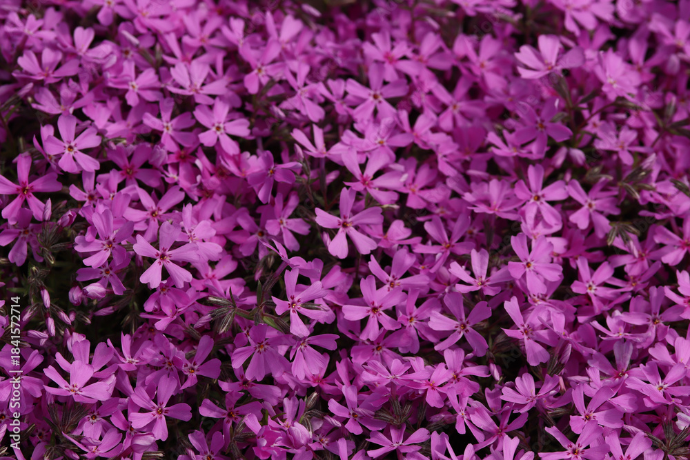 Obraz premium pink flowers background
