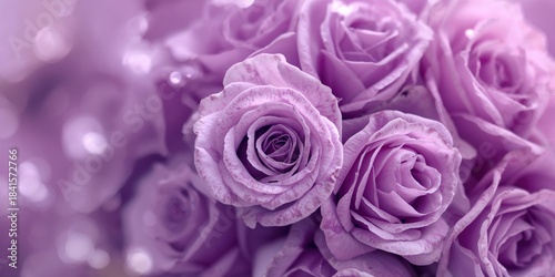 Close-up of delicate purple roses forming a beautiful floral background, suitable for text and layout design, Earth Day