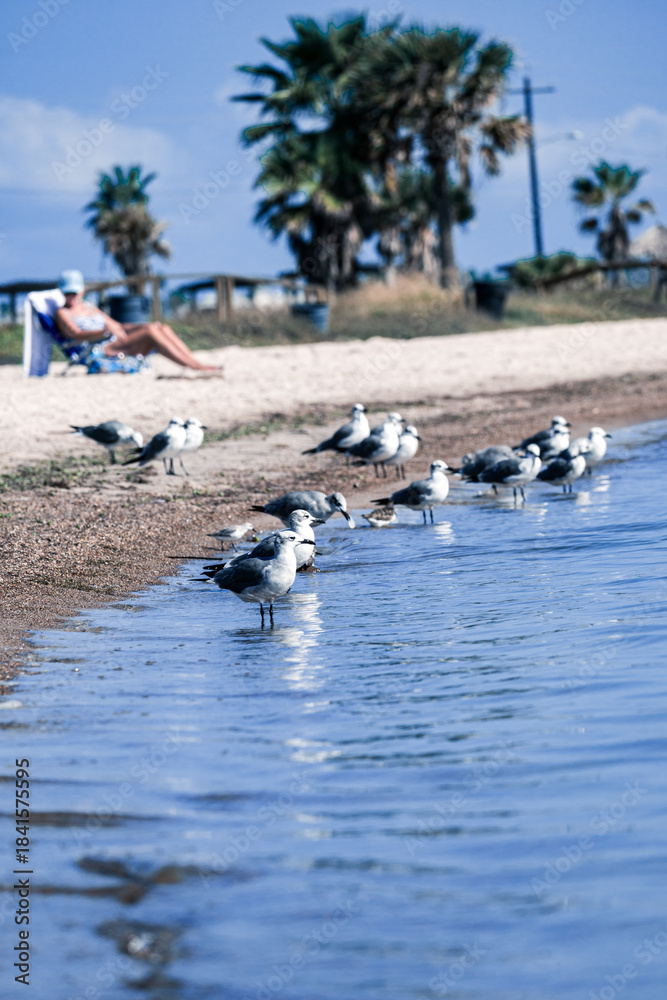 Obraz premium Seagulls on the Texas beach