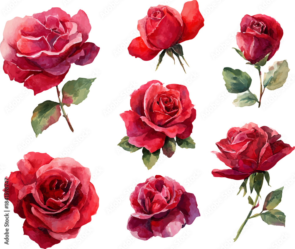 Fototapeta premium red roses on white background