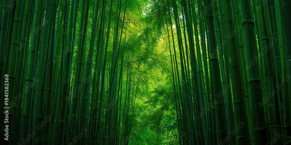 Fototapeta premium Bamboo forest scene lush greenery and natural environment, suitable for nature background use