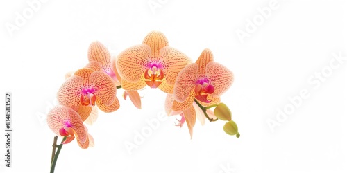 White orchids arranged neatly on a plain background used as a floral motif for design projects