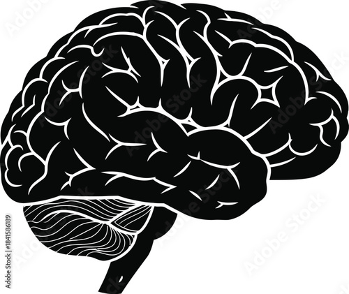 Human Brain Detailed Anatomy Black and White Vector