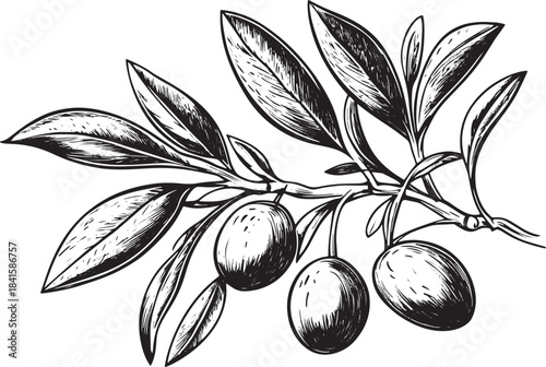 Olive branch engraving style vector