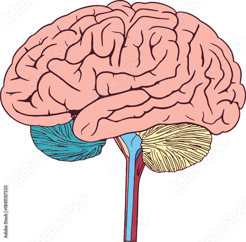 Structure of human brain schematic vector