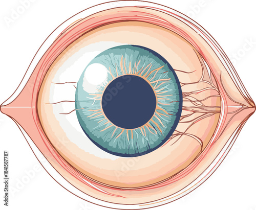Human eye structure scheme vector