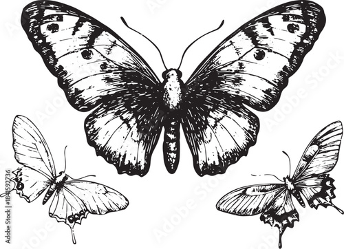 Butterfly insect animal engraving vector