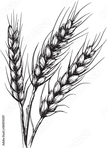 Wheat ear spikelet engraving vector