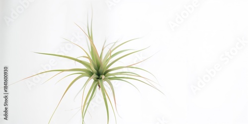 Air plant with white background used as a minimalist botanical decor element, neutral setting