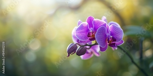 Detailed view of epiphytic tropical orchids with purple blue petals, highlighting their natural environment, Earth Day