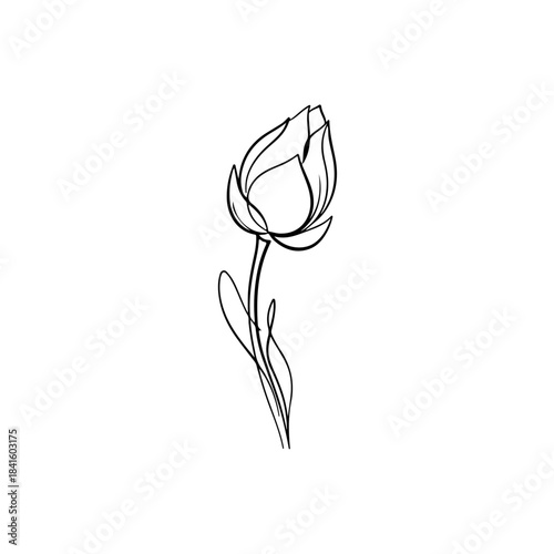 Elegant line art drawing of a single blossoming flower on a long stem isolated on transparent background