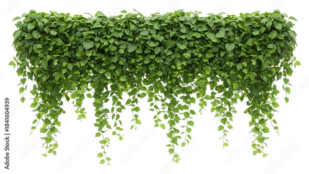 Obraz premium Lush green foliage arrangement with trailing vines on a transparent background for design assets