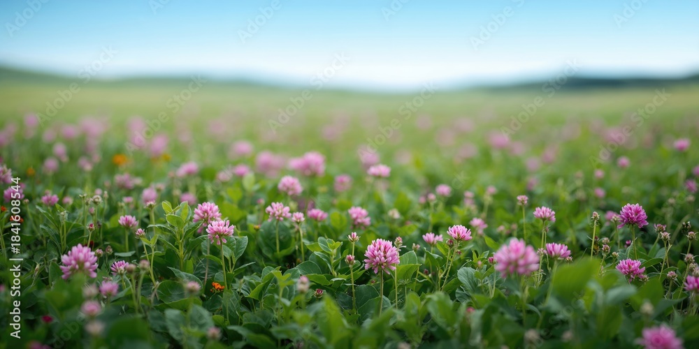 Fototapeta premium Field of clover flowers used as a natural background for text or layout design, greenery and floral textures