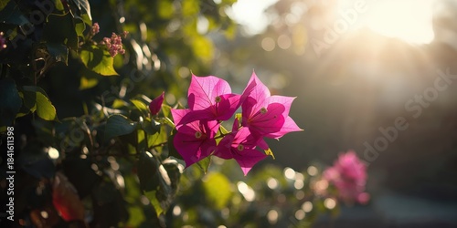 Bougainvillea plant, a vibrant flowering vine with delicate bracts adding color to fences and landscapes, garden maintenance