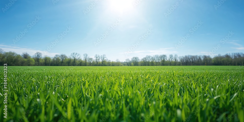 Fototapeta premium Green field grass serving as a natural background for text layout in outdoor design, summer season