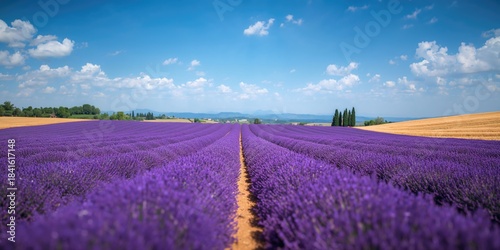 Fototapeta Naklejka Na Ścianę i Meble -  Purple lavender blooms in a summer farm setting beneath a clear blue sky, ideal for editorial header backgrounds