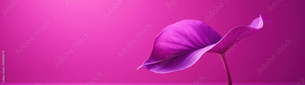 Fototapeta premium Purple flower with a stem in the middle of it on a pink background plant background copy space