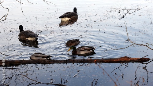 Konstfotografi A serene wildlife scene featuring Mallard ducks and Canada geese swimming and foraging together on a calm, reflective pond in autumn