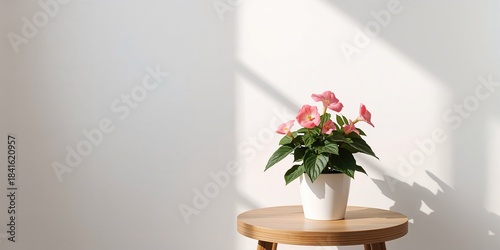 Begonia flower in a pot placed on a table beside a white wall, serving as a natural backdrop, World Environment Day