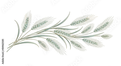 Watercolor illustration of wheat ears and leaves, depicting summer harvesting and natural beauty
