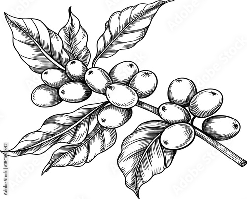 Coffee branch with beans and leaves, hand drawn engraving style sketch, organic plant vector illustration