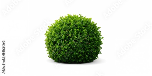 Green bush isolated on whit...