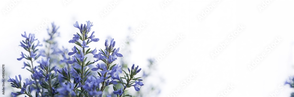 Obraz premium Blue rosemary flowers against a bright background, suitable for botanical design or nature-themed layouts